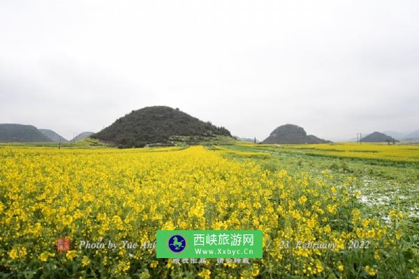 罗平油菜花海