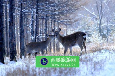 仙洞山梅花鹿自然保护区