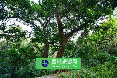 棋盘山生态森林自然风景区