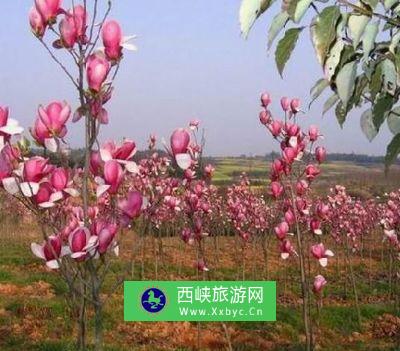 芜湖和平生态旅游区