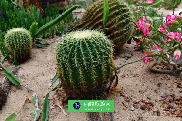 沙漠植物园是一座大型的现代玻璃温室，占地面积为2000平方米，温室外形新潮。园内除了保持基地的农业特色无土种植外，还有一个鲜明的特点就是种植了100多种寿命长、耐旱、耐高的热带沙漠植物，且有不少属于世界珍稀品种。此园也因此而得名，香港旅游界美称它为 “沙漠之都”。