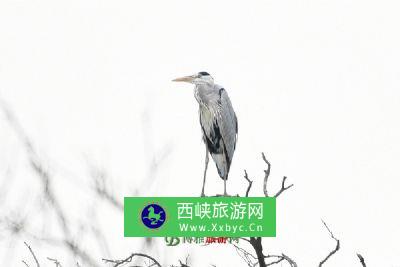 泗县沱河省级自然保护区