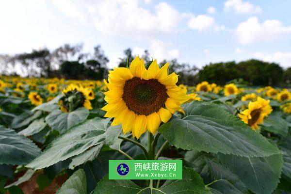 金珠花海休闲农业旅游景区