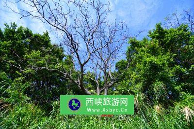 高邮湖芦苇荡湿地公园