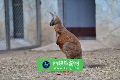 天山野生动物园