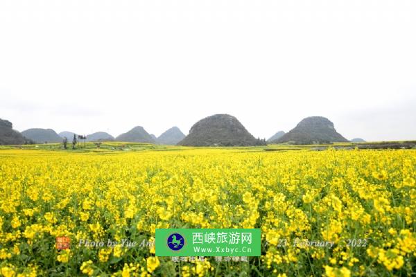 罗平油菜花海