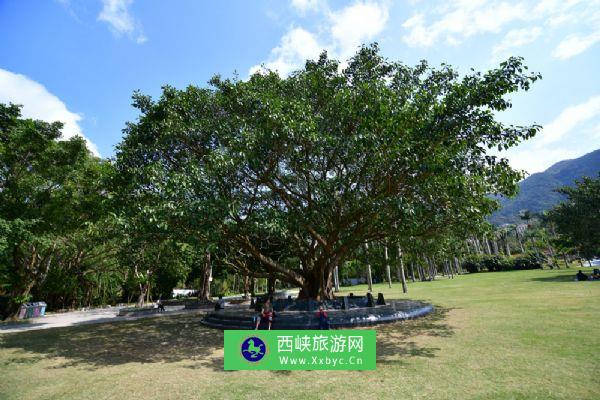 仙湖植物园