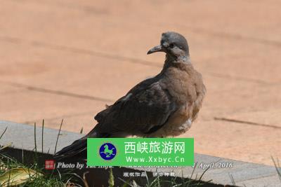 安阳北盘龙寺