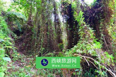 山阳天竺山森林公园