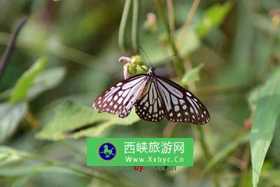 韦波村红泥岭古墓