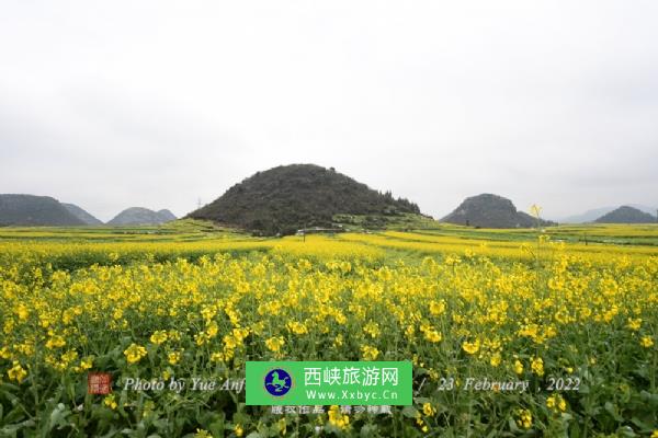 罗平油菜花海