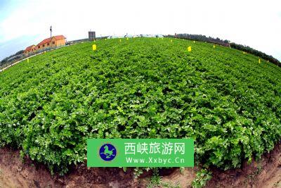 仙峡湖有机蔬菜基地