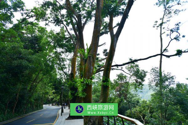 仙湖植物园