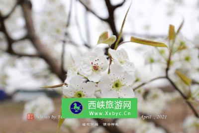 “梨花院落”农家乐