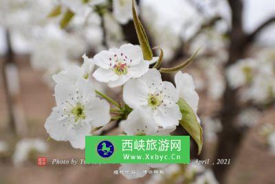 大兴万亩梨花庄园