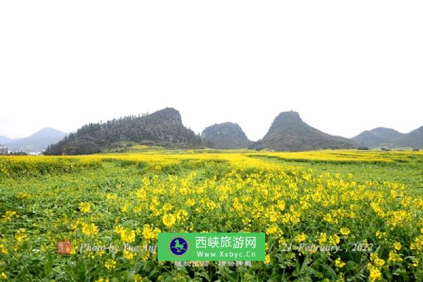 罗平油菜花海