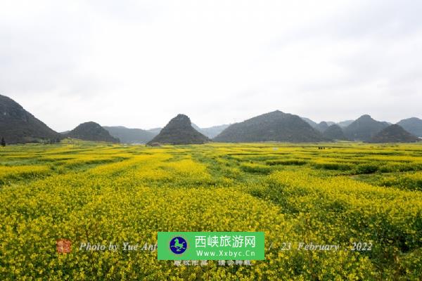 罗平油菜花海