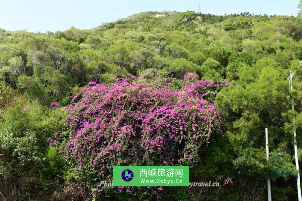 黄花山国家森林公园