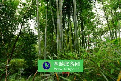 孝子岭古道——依山茅洋寺森林步道