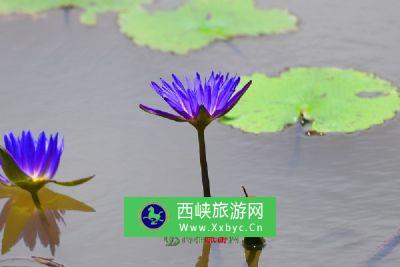 金湖万亩荷花荡