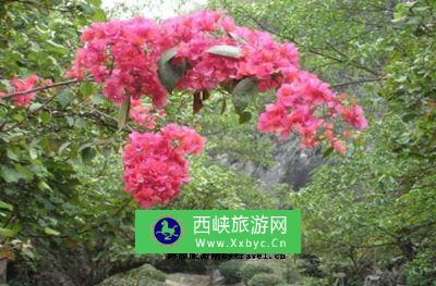 杜鹃花生态观赏园